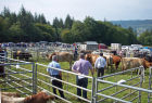 Cattle judging