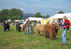 Highland Cattle