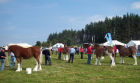 Clydesdales