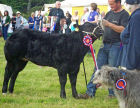 Open Cattle Champion