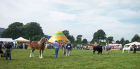 Main Ring judging